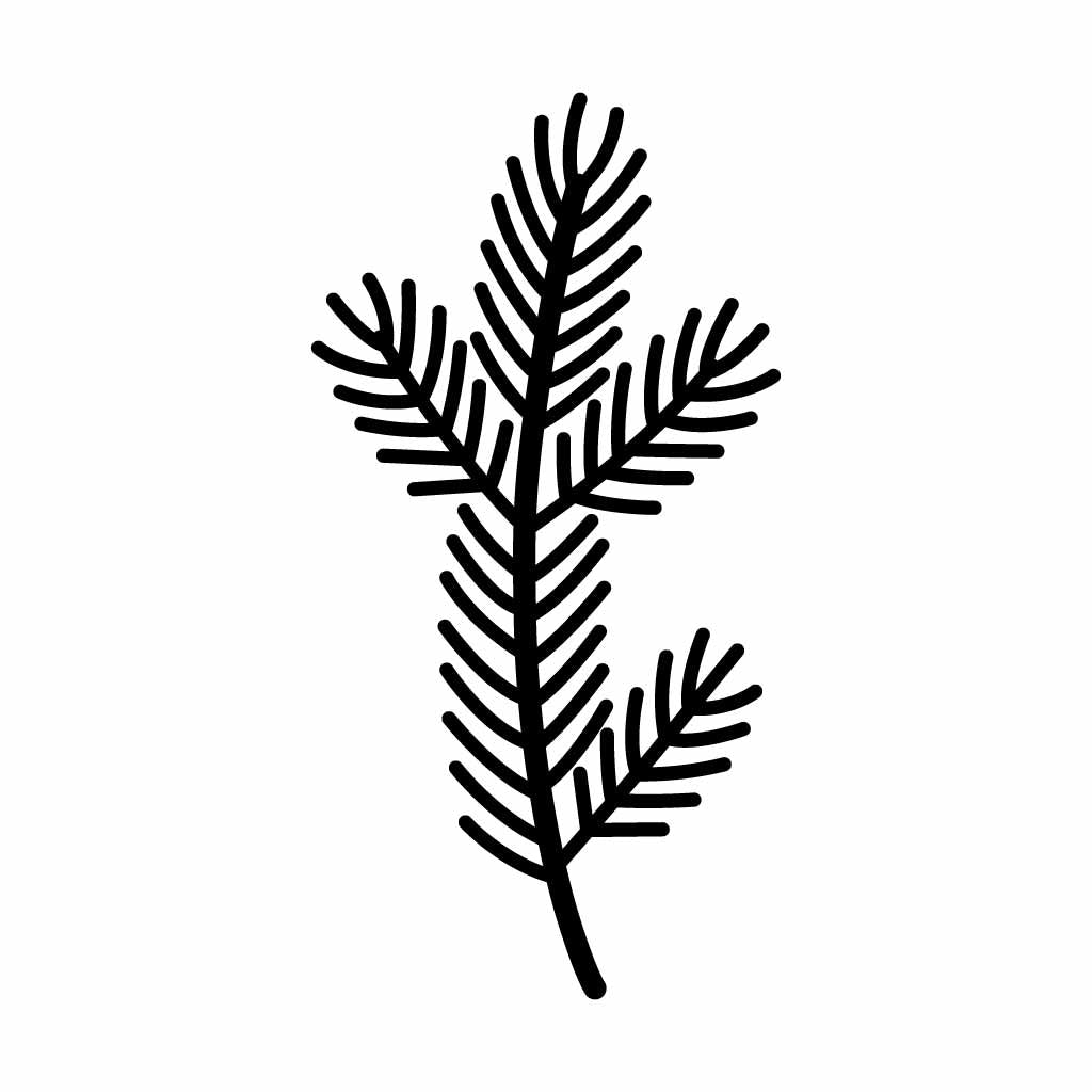Pine Branch SVG | Evergreen Leaf Line Art | Minimalist Botanical Illustration