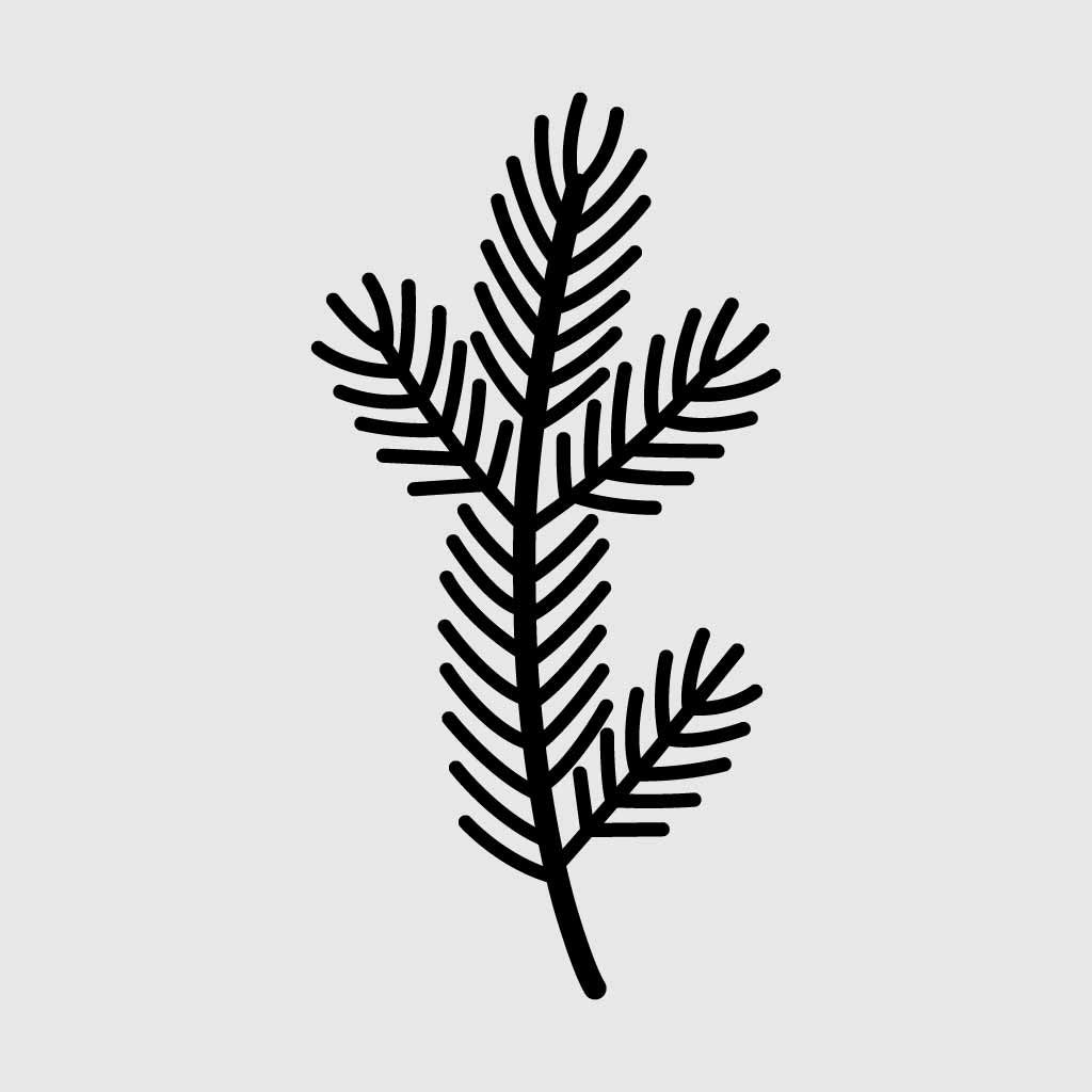 Pine Branch SVG | Evergreen Leaf Line Art | Minimalist Botanical Illustration
